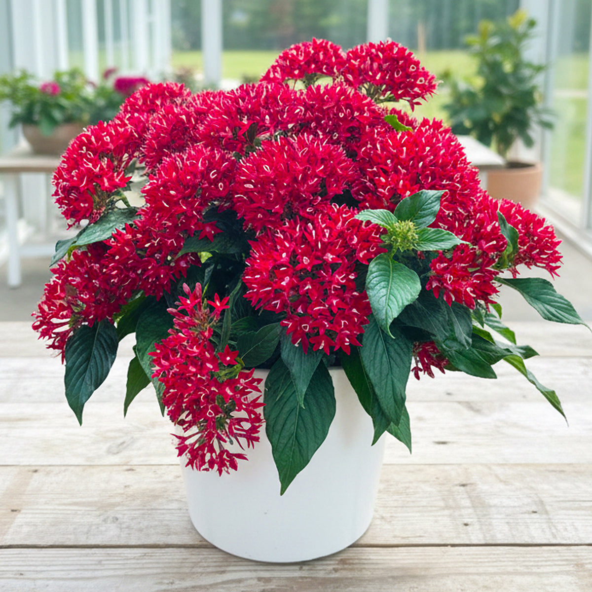 penta plant seeds Pentas Graffiti® Deep Red for Sale – Logee's Plants