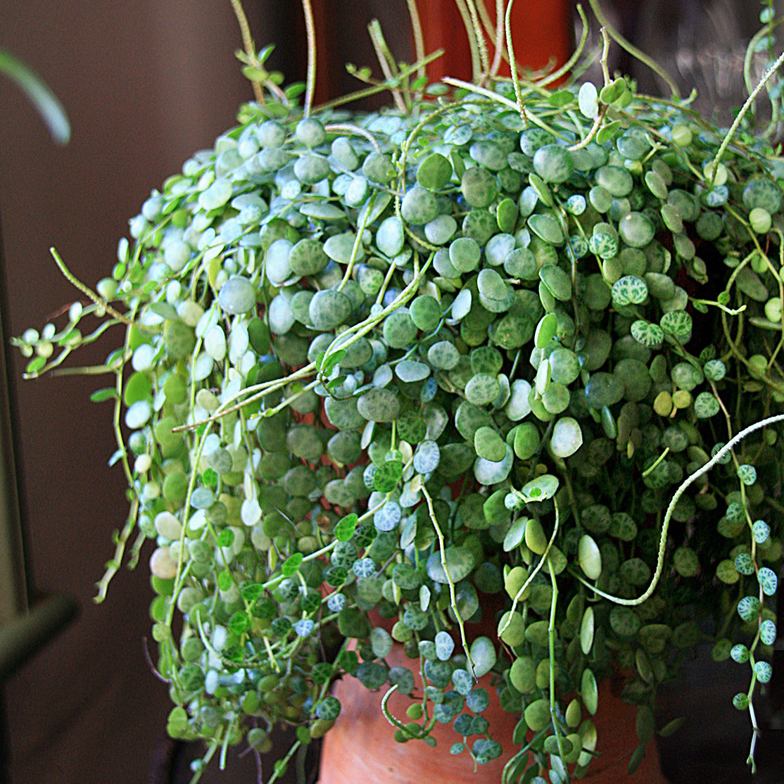 peperomia cactus soil String of Turtles 2" pot For Sale – Logee's Plants