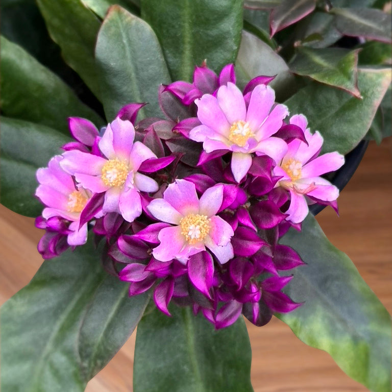 pink flower cactus succulent Violet Rose Cactus For Sale – Logee's Plants