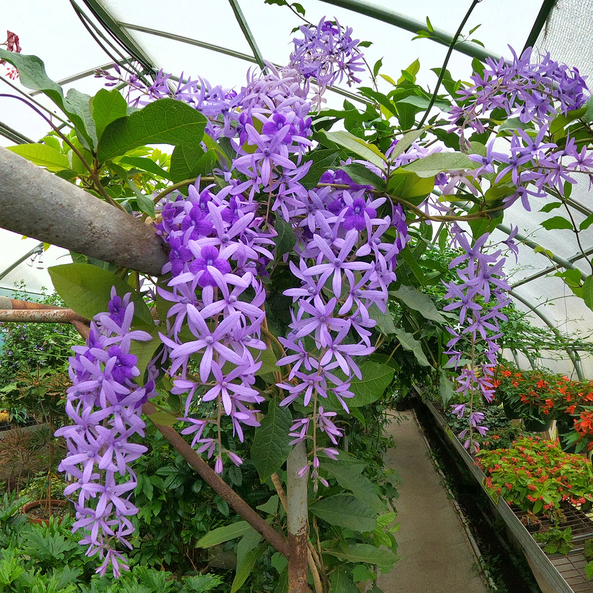 succulent vine with purple flowers Purple Queen’s Wreath Vine For Sale – Logee's Plants