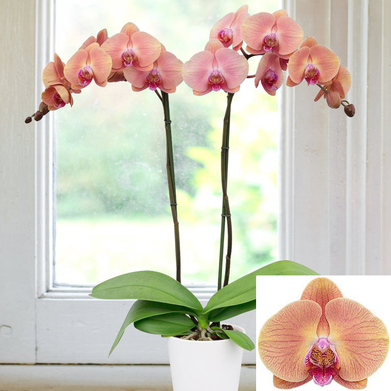 Phalaenopsis Orchid ‘Midsummer Night’