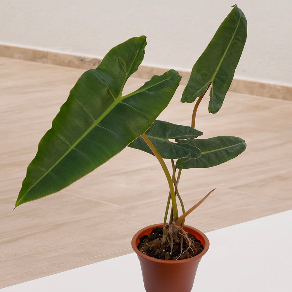 philodendron b dowie Philodendron billietiae For Sale – Logee's Plants