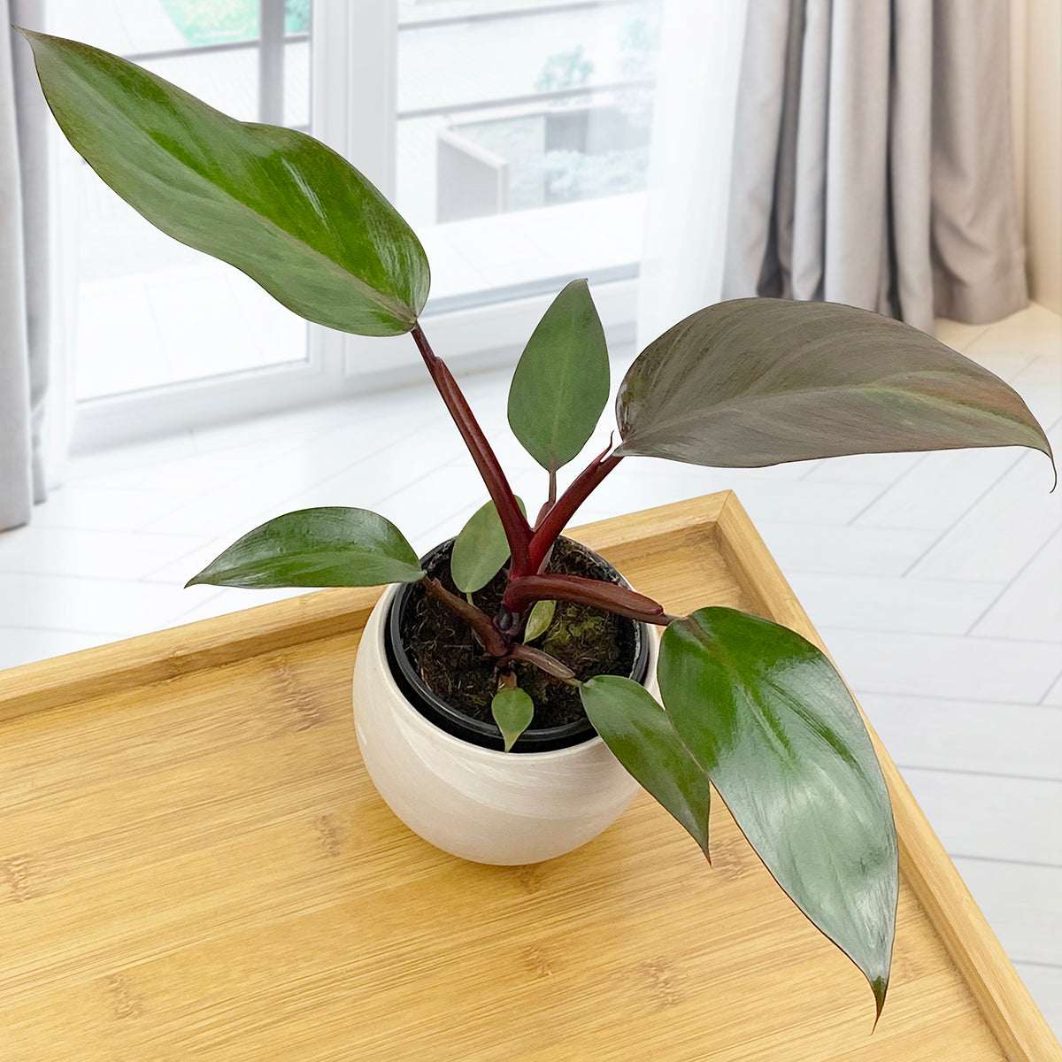 Philodendron ‘Dark Lord’ (Philodendron erubescens hybrid)