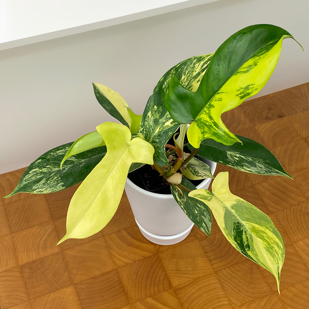 Philodendron ‘Florida Beauty’