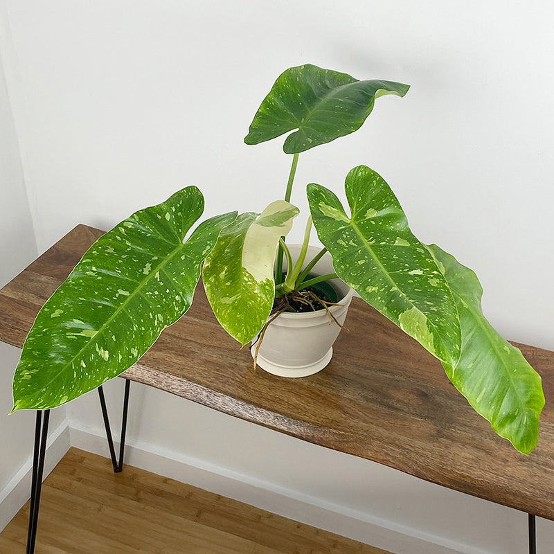 jose buono philodendron care Philodendron 'Jose Buono' | Philodendron Ilsemanii | Bloombox Indoor and Garden Plants