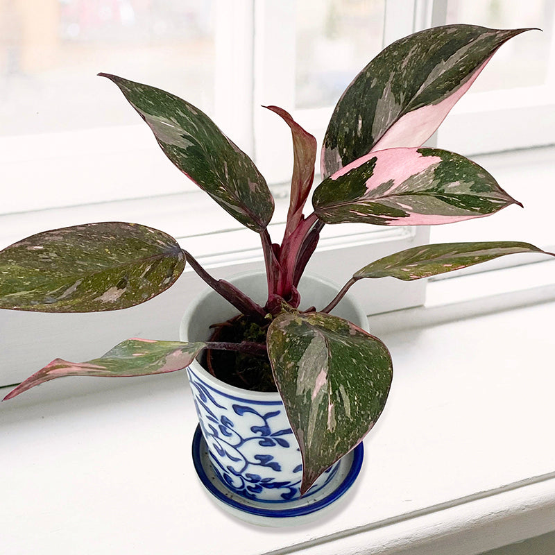 new philodendron hybrids Philodendron ‘Pink Naomi’ For Sale – Logee's Plants