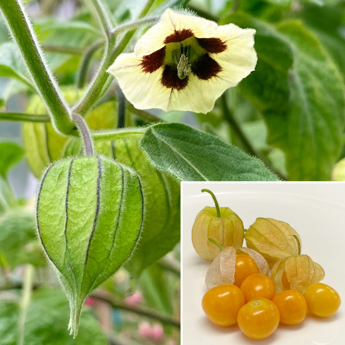 golden berry pineapple plant Goldenberry Plant For Sale – Logee's Plants