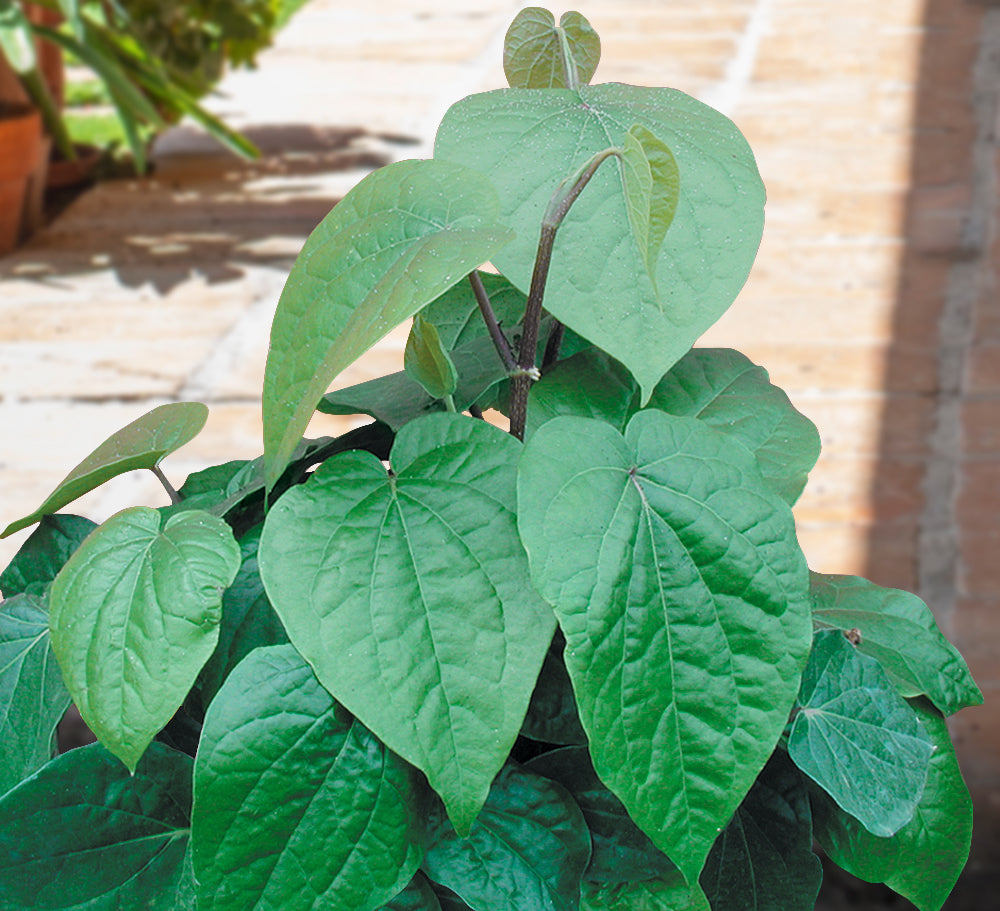 piper betel plant seeds Betel Leaf For Sale – Logee's Plants