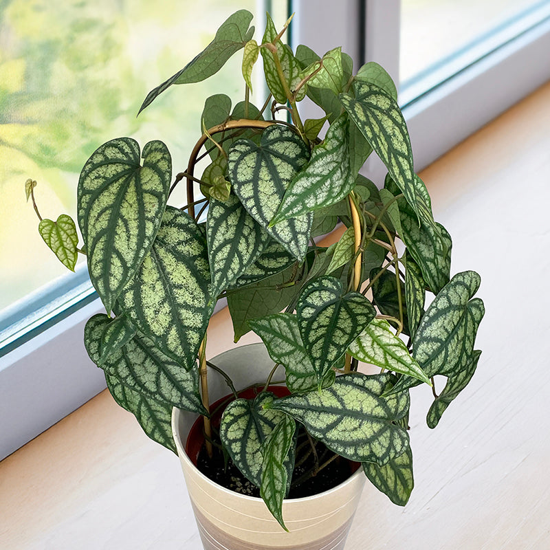 piper species indoor plant Piper sylvaticum