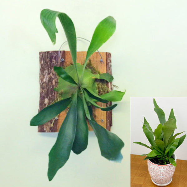 Staghorn Fern (Platycerium bifurcatum)
