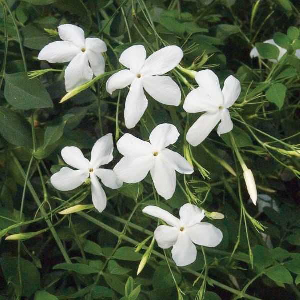 best jasmine plants for pots Poet's Jasmine - Jasminum officinale grandiflorum - Very Fragrant