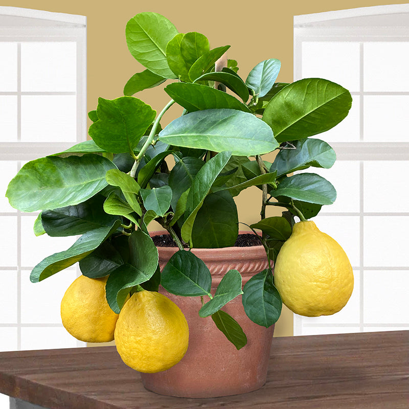 are lemon tree indoor plants Ponderosa Lemon Tree For Sale – Logee's Plants
