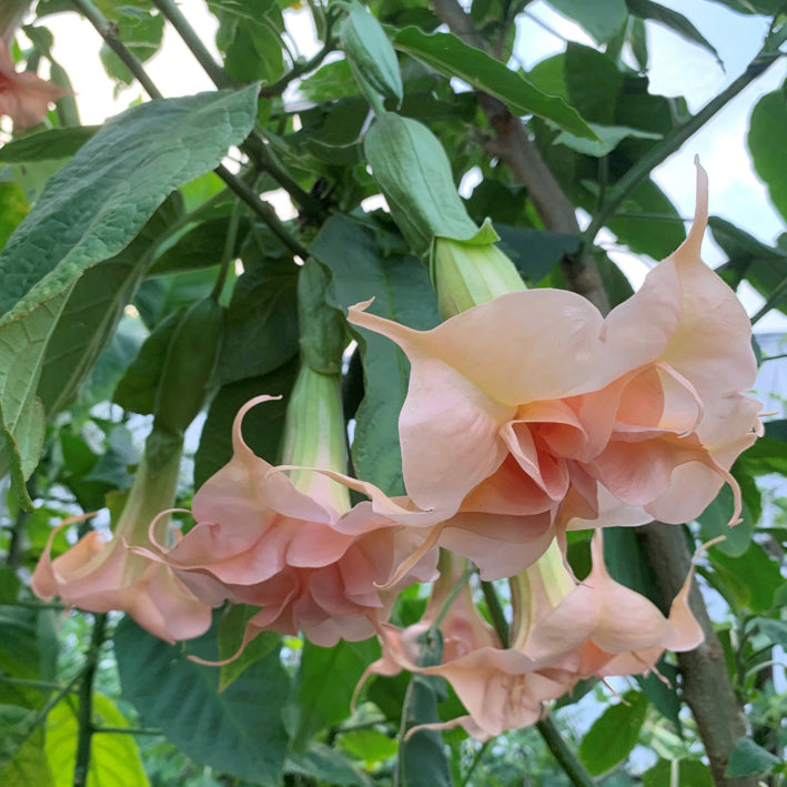 monstera magic plant pink Pink Angel Trumpet - 1 Potted Plant | Brugmansia