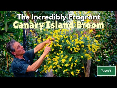 Canary Island Broom (Genista canariensis)