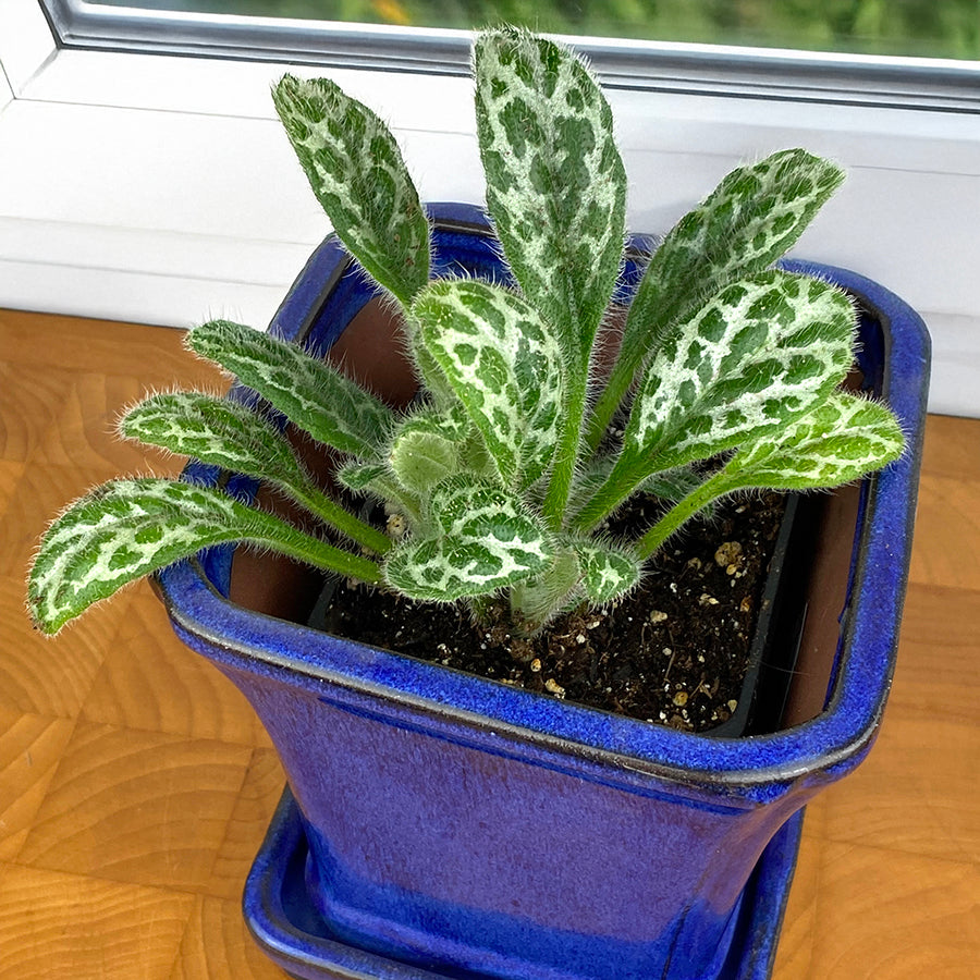 primrue succulent Primulina dryas For Sale – Logee's Plants