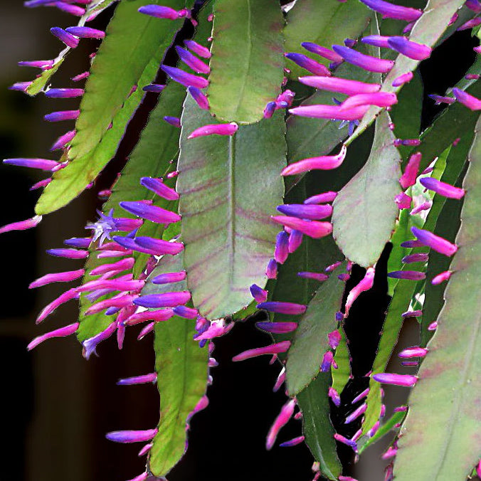 Pseudorhipsalis ‘Blue Flame’ For Sale – Logee's Plants