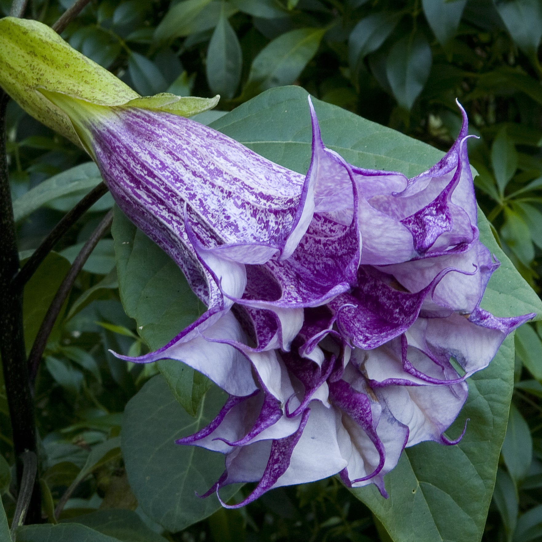 purple monstera for sale Purple Horn-of-Plenty For Sale – Logee's Plants