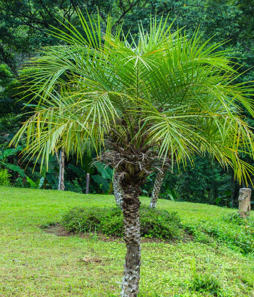 Pygmy Date Palm (Phoenix roebelenii)