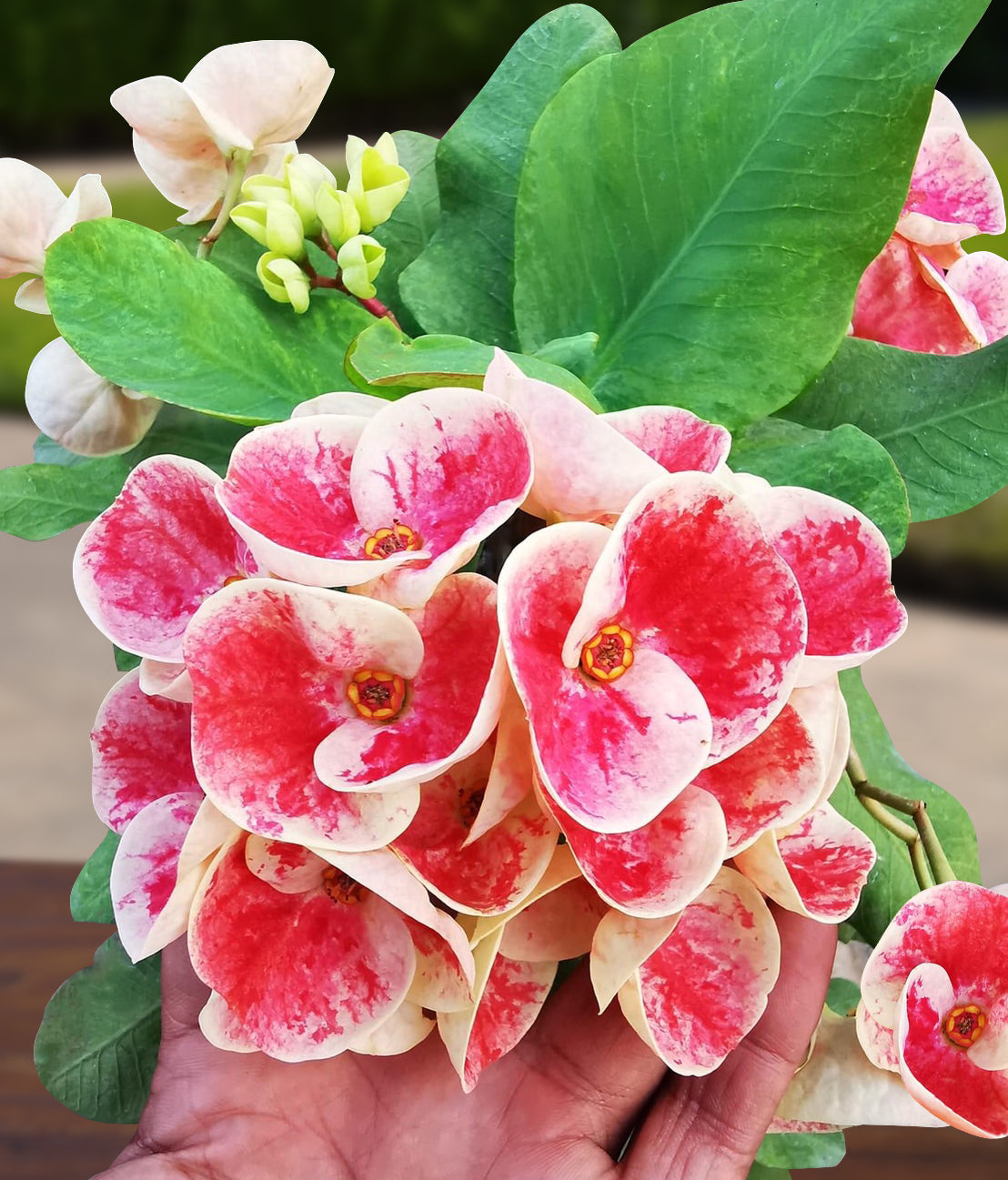 Crown of Thorns ‘Queen Millionaire’ (Euphorbia milii hybrid)