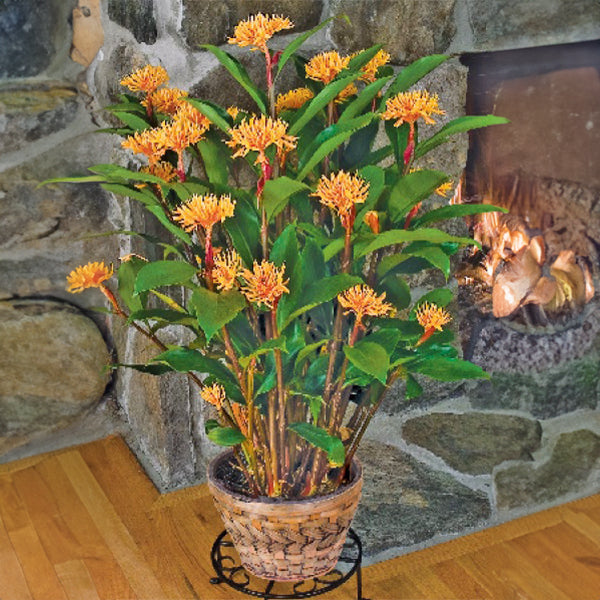 Golden Brush Ginger For Sale – Logee's Plants