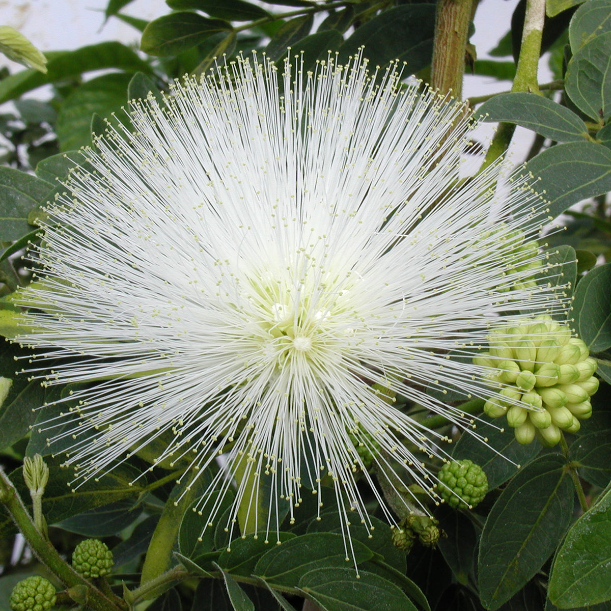 air plant white powder White Powder Puff For Sale – Logee's Plants