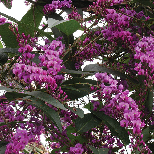 Australian Sarsparilla (Hardenbergia violacea)