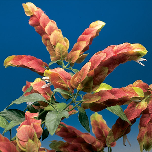 Shrimp Plant (Justicia brandegeana)