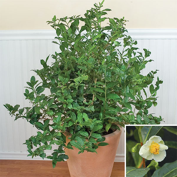 list of house plants that like tea leaves Tea Plant For Sale – Logee's Plants