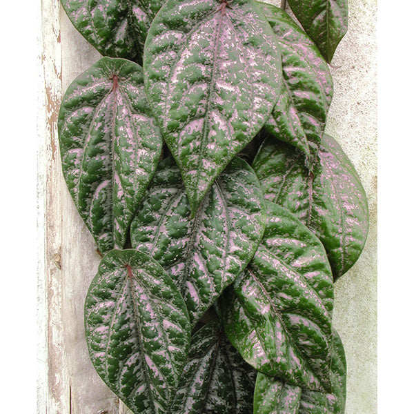 piper species indoor plant Celebes Pepper For Sale – Logee's Plants