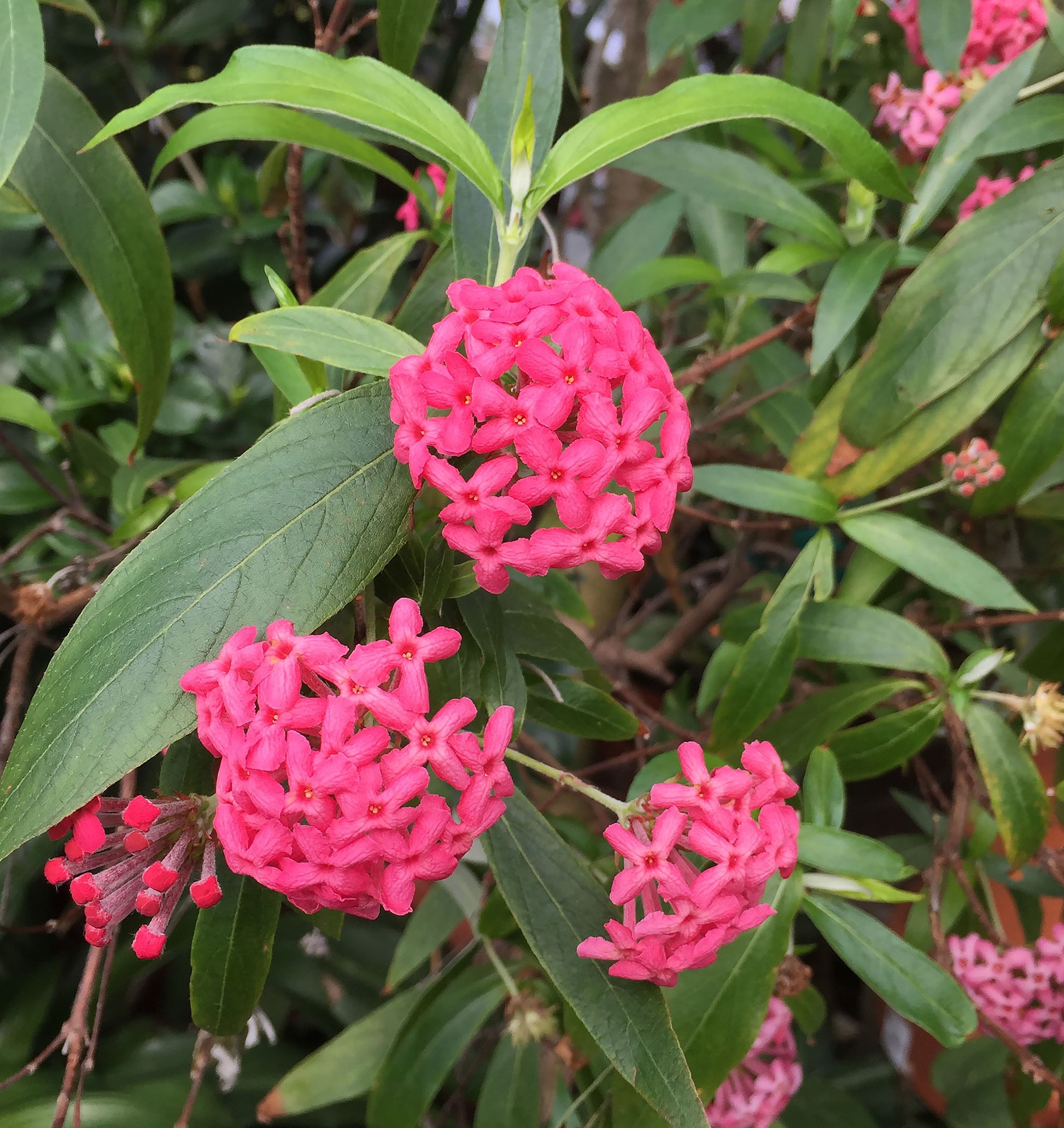 Panama Rose (Rondeletia leucophylla)