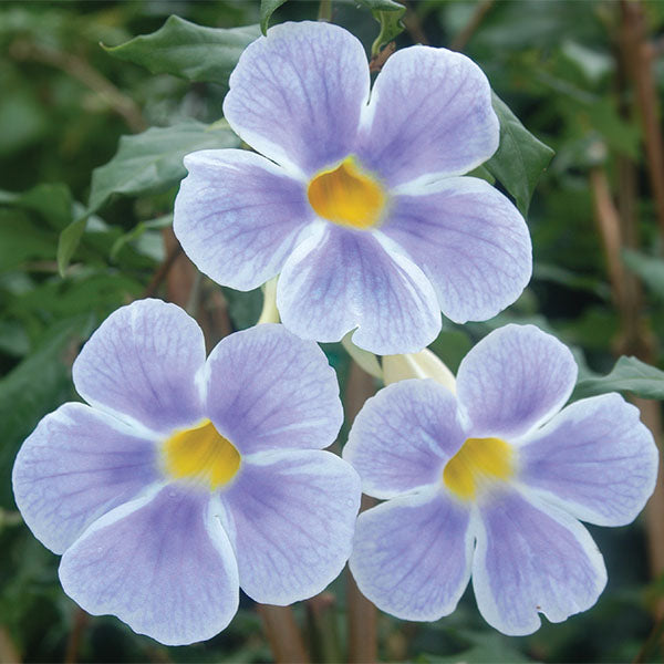 Bush Clock Vine ‘Fairy Moon’ (Thunbergia erecta)