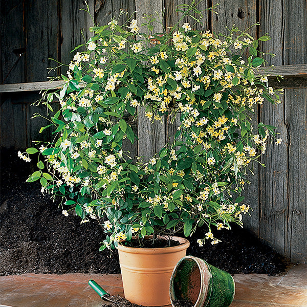 can you grow a jasmine plant indoors Asian Jasmine 'Mandanianum' For Sale – Logee's Plants