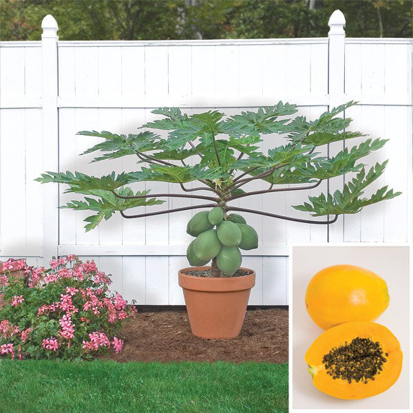 papaya plant indoor Papaya Tree ‘TR Hovey’ For Sale – Logee's Plants