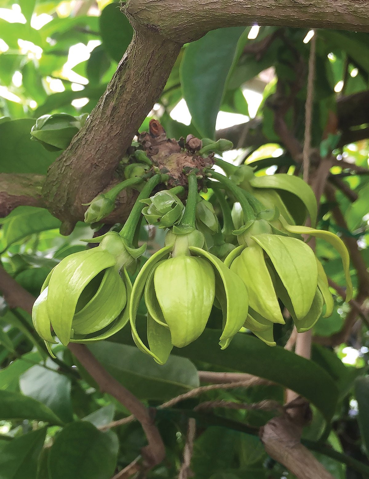 Ylang Ylang Vine (Artabotrys hexapetalus)