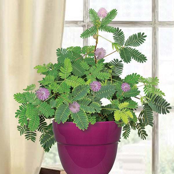 house plant that closes at night Sensitive Plant For Sale – Logee's Plants