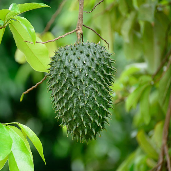 Soursop (Annona muricata)