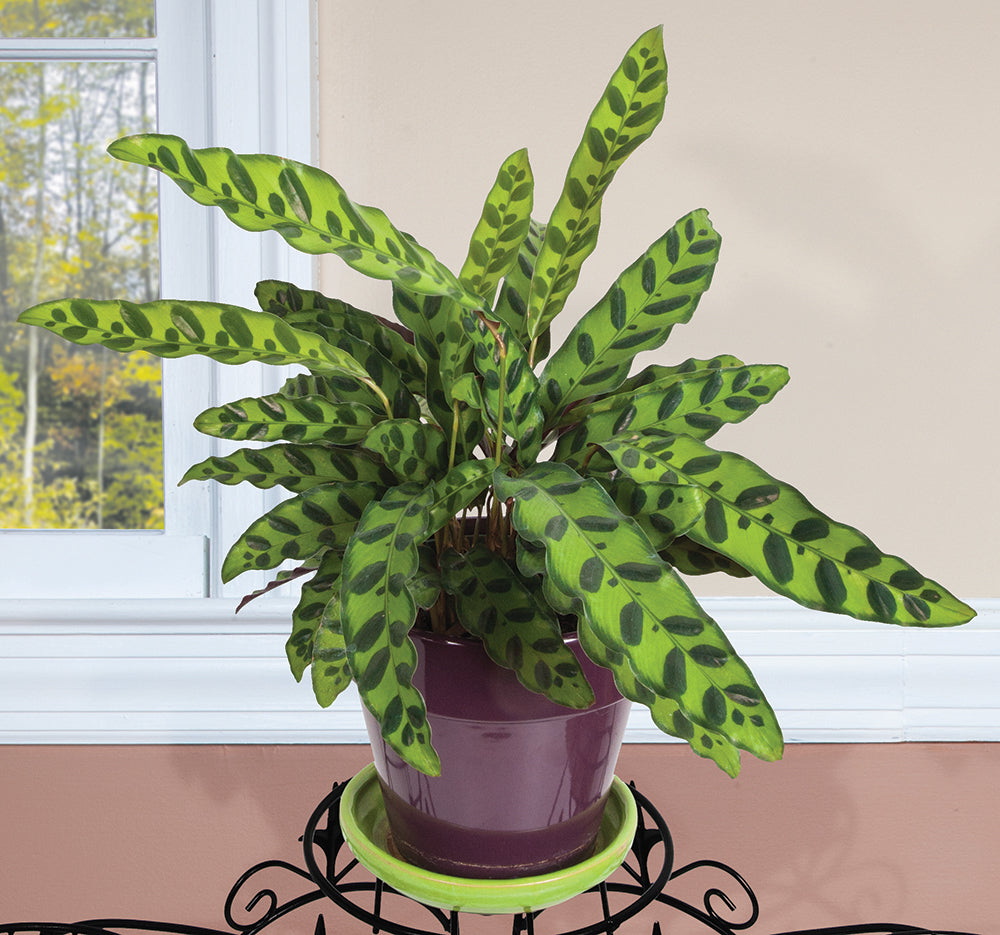 indoor rattlesnake plant Rattlesnake Plant For Sale – Logee's Plants