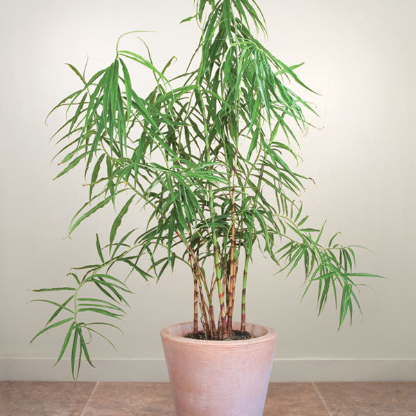 large indoor bamboo plants for sale Bamboo Costus For Sale – Logee's Plants