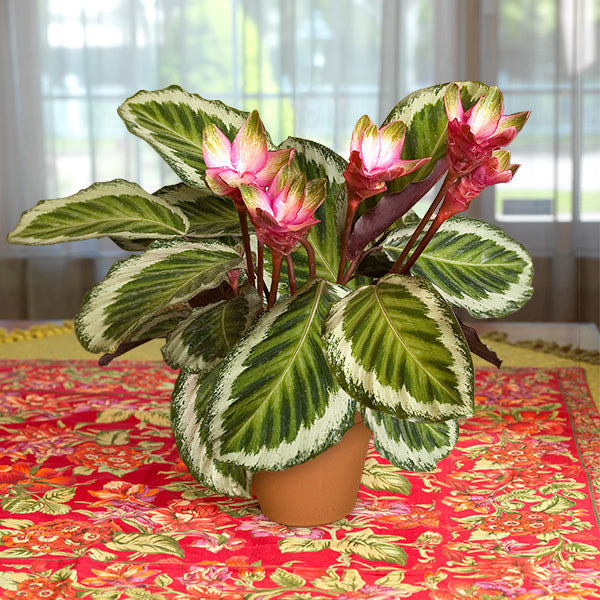Holiday Peacock Plant (Calathea x “Holiday”)