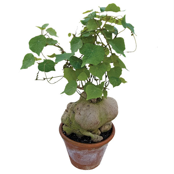 Climbing Rock Plant (Stephania perrieri)