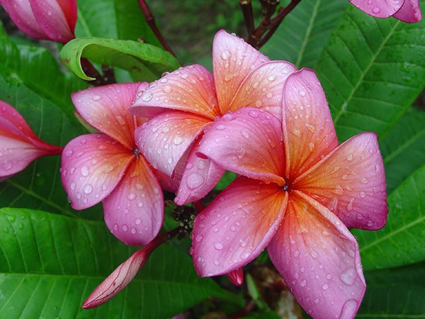 Plumeria ‘Peace’ (Plumeria rubra hybrid)