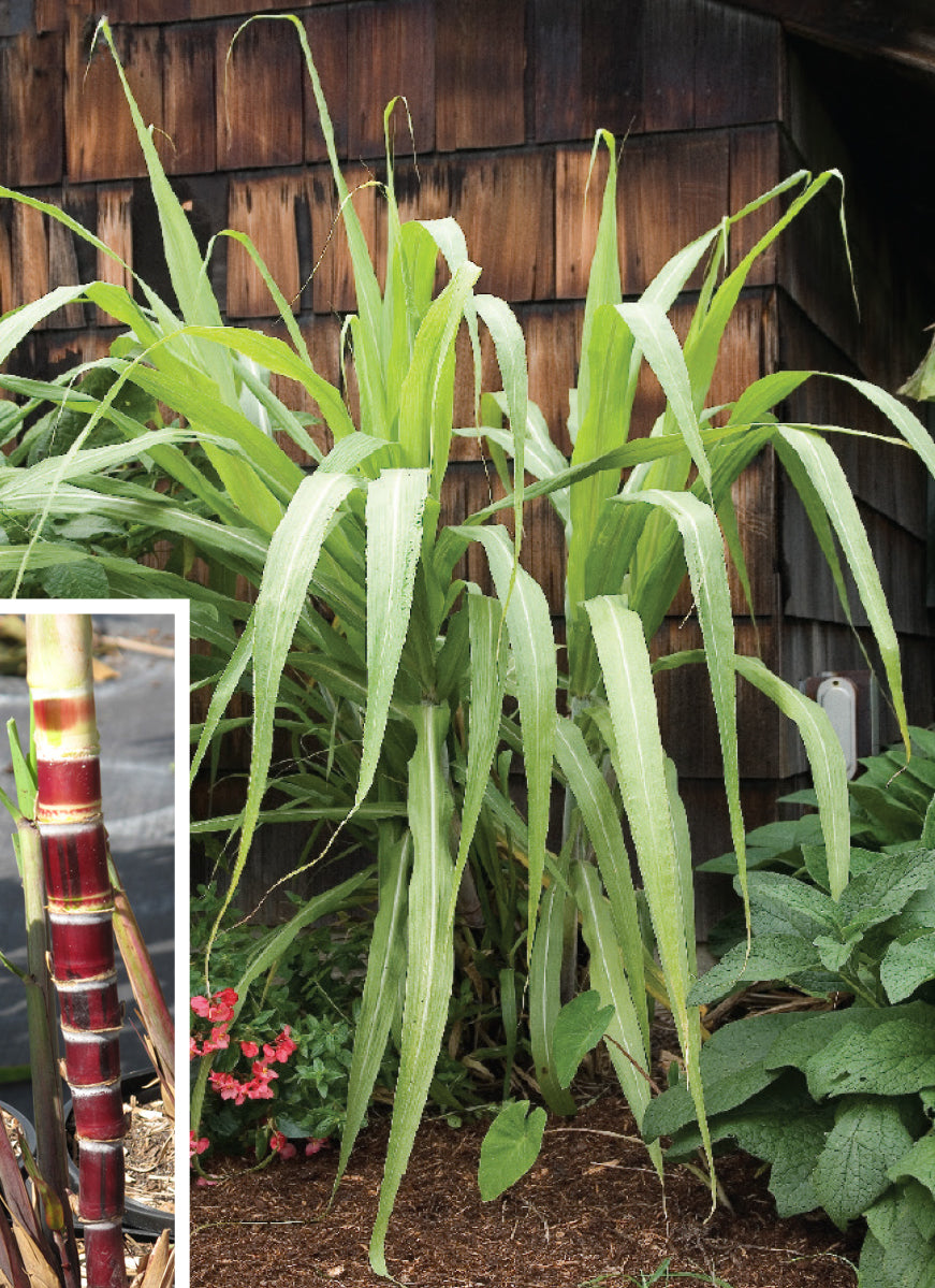 Sugarcane ‘Red Candy Stripe’ (Saccharum officinarum)