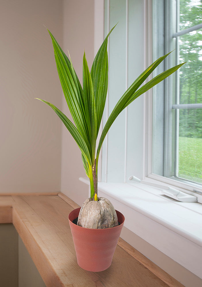 Coco Loco Plant (Cocos nucifera)