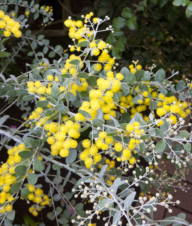 Pearl Acacia (Acacia podalyriifolia)