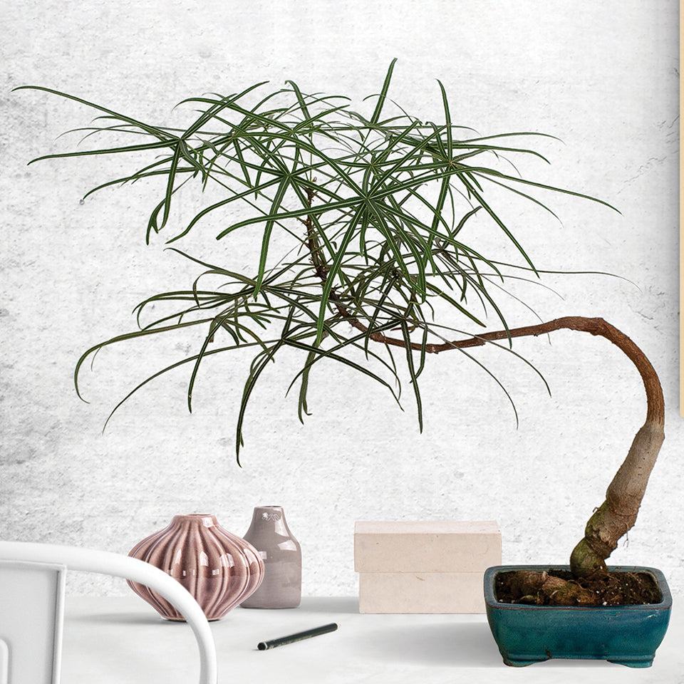 その他観葉植物 BOTTLE Tree Bottle Tree Japanese Bonsai - Tumbleweed Plants