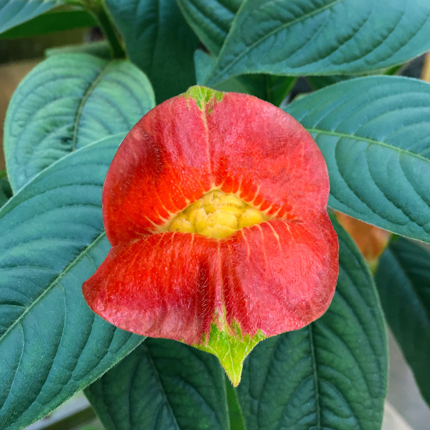 Hot Lips (Psychotria poeppigiana)