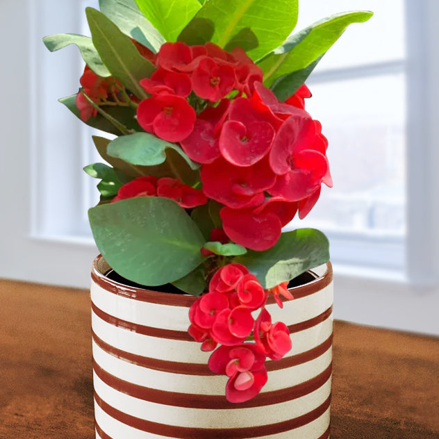 crown of thorns plant pot size Crown of Thorns ‘Red Hot’ For Sale – Logee's Plants