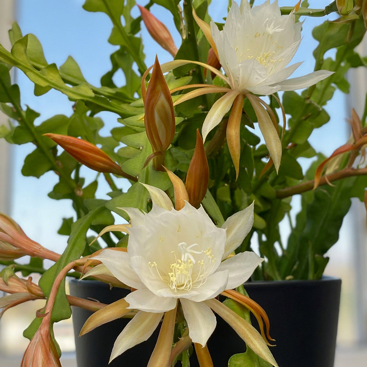 raywell bio cactus Ric Rac Orchid Cactus For Sale – Logee's Plants