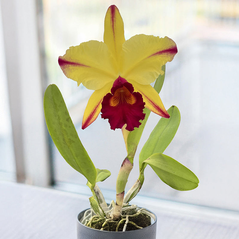 Rlc. Orchid Dora Louise Capen ‘Lea’ AM/AOS For Sale – Logee's Plants