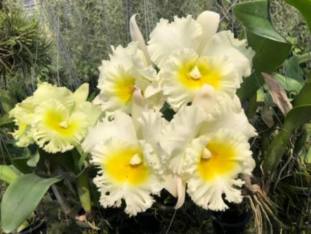 Rlc Orchid Siam White ‘The Best’ (Rhyncholaelio cattleya hybrid)